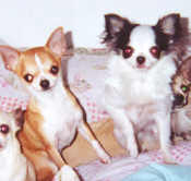 Chihuahua- cha cha- cha- Chiristmas & Happy New Year 